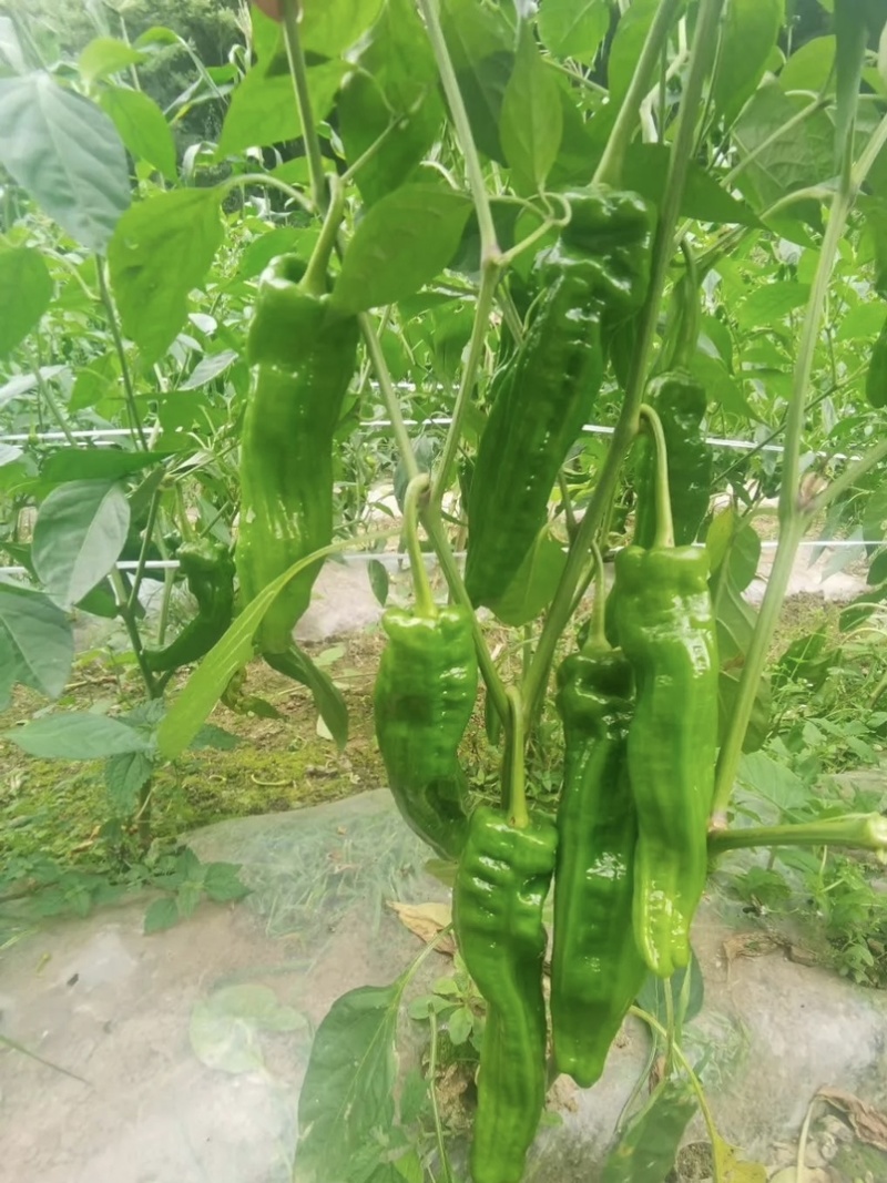 🔥【实力推荐】河南夏邑301辣椒/商超**