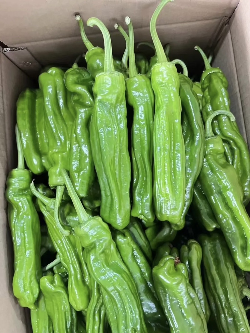 🔥【实力推荐】河南夏邑301辣椒/商超**
