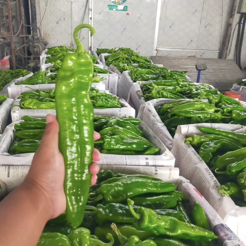 🔥【实力推荐】河南夏邑301辣椒/商超**