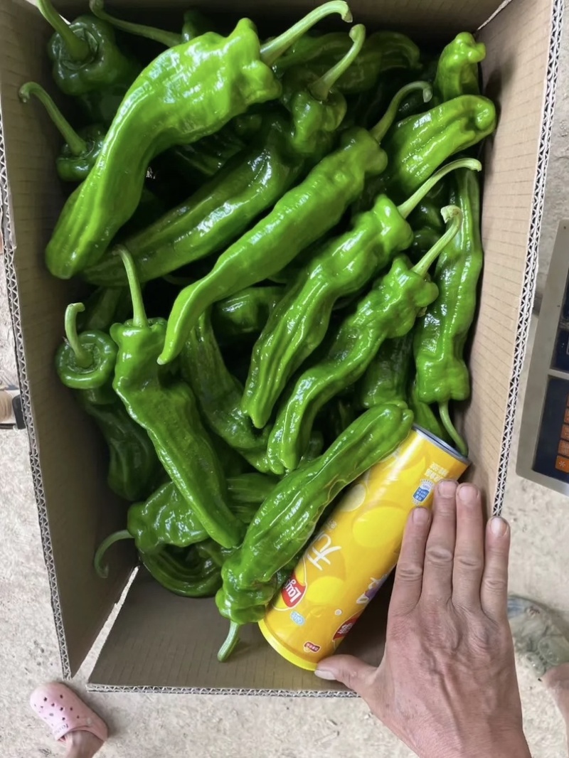 🔥【实力推荐】河南夏邑301辣椒/商超**