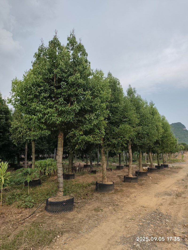 阴香树(天竺桂)