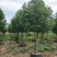 阴香树(天竺桂)