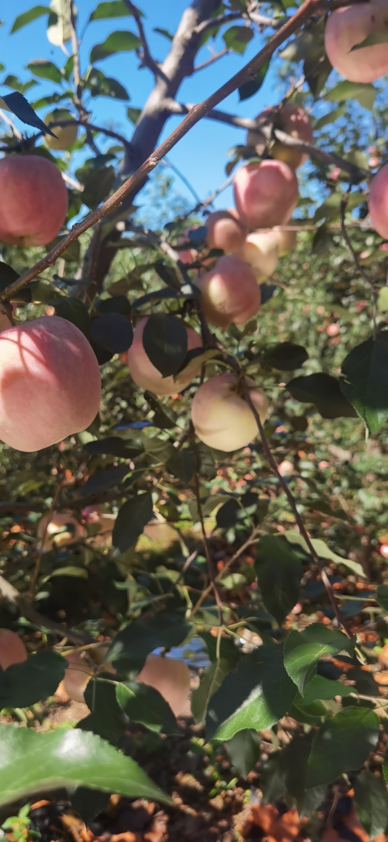 绥中岳阳红苹果现在上市了，望广大客户前来选购。