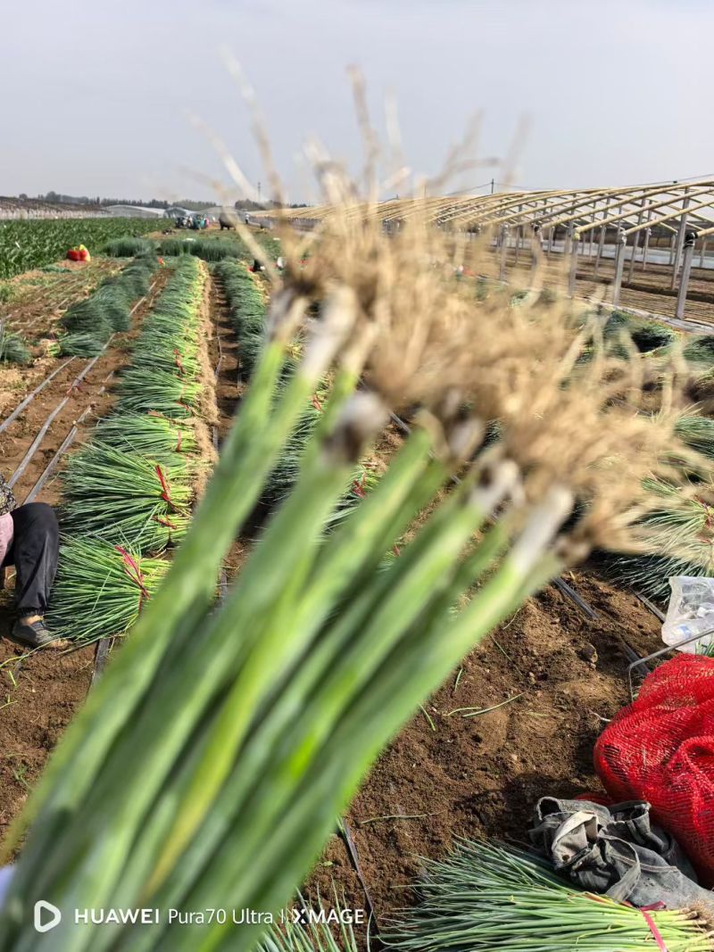 山东铁杆葱苗钢葱苗香葱苗大量现货供应免费提供种植技术