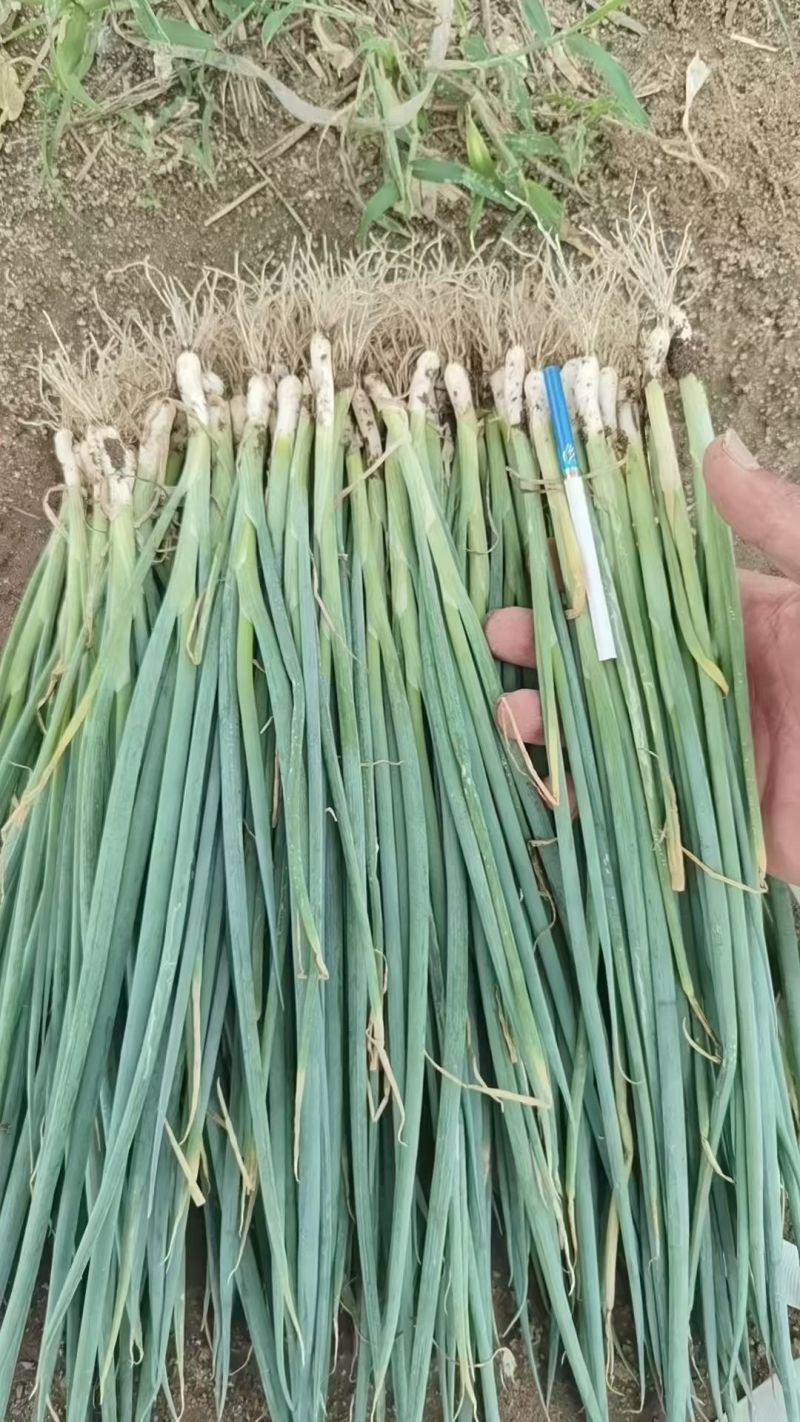 山东铁杆葱苗钢葱苗香葱苗大量现货供应免费提供种植技术