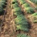 山东铁杆葱苗钢葱苗香葱苗大量现货供应免费提供种植技术