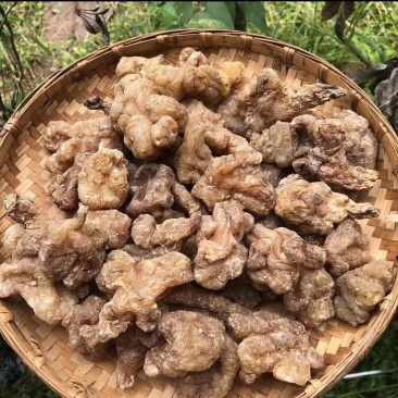 玉精灵洋姜