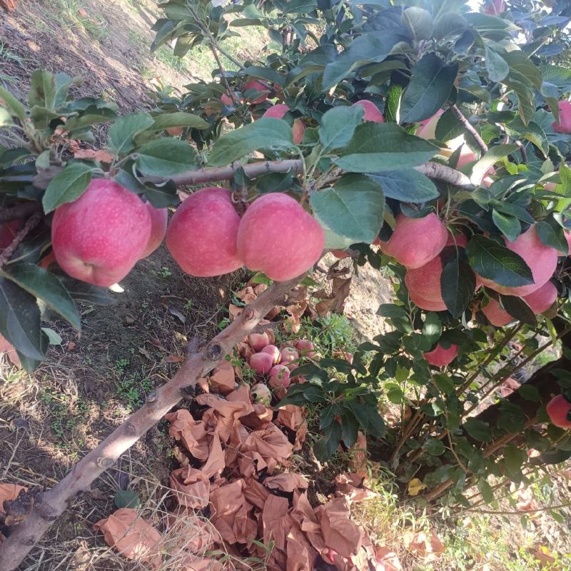 新红星苹果