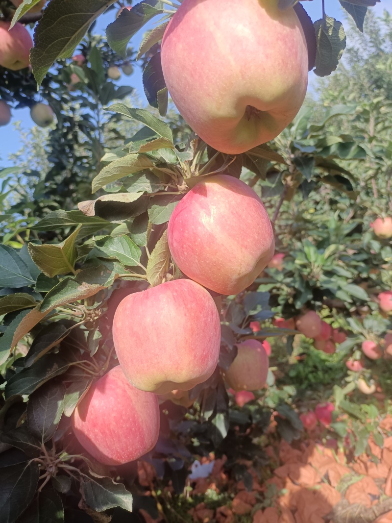 新红星苹果