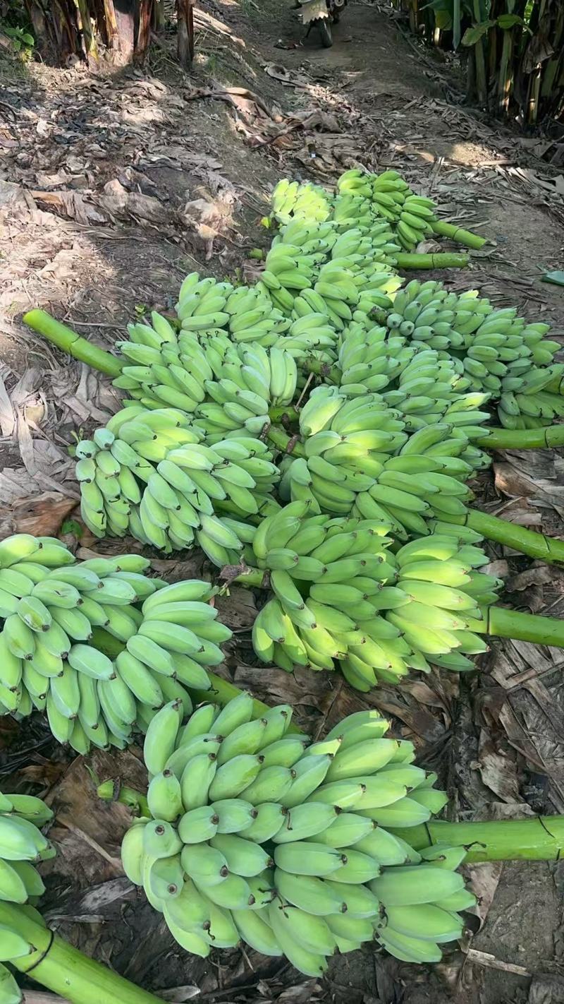苹果粉蕉，热带香蕉