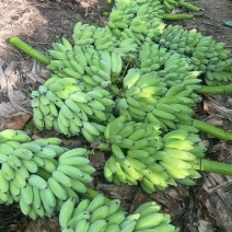 苹果粉蕉，热带香蕉
