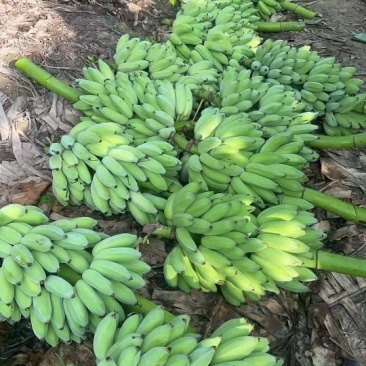 苹果粉蕉，热带香蕉