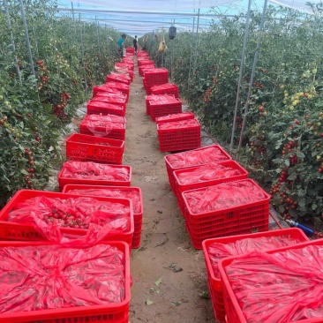 原产地种植圣女果，大量出售，一天可以出量1-3w斤