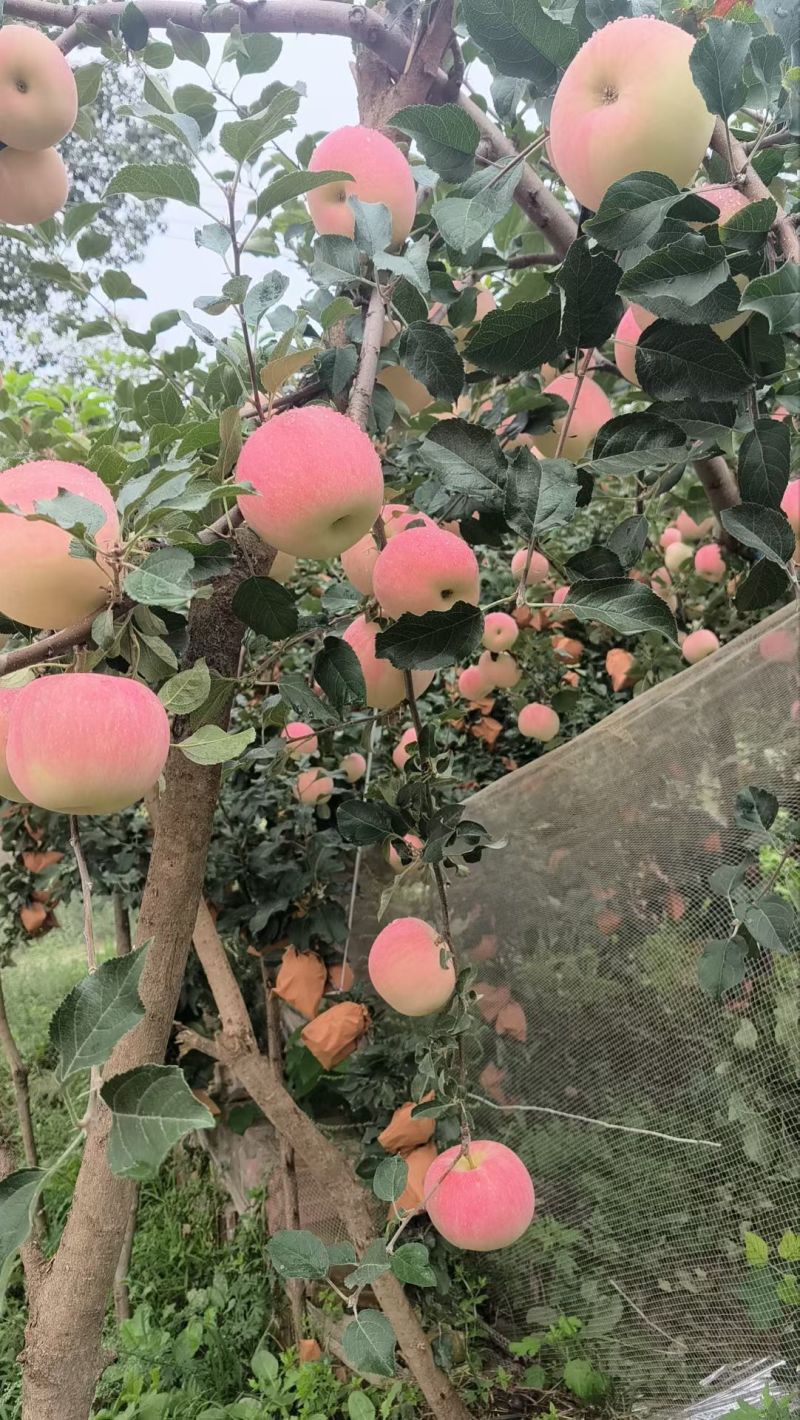 早熟富士大量上市