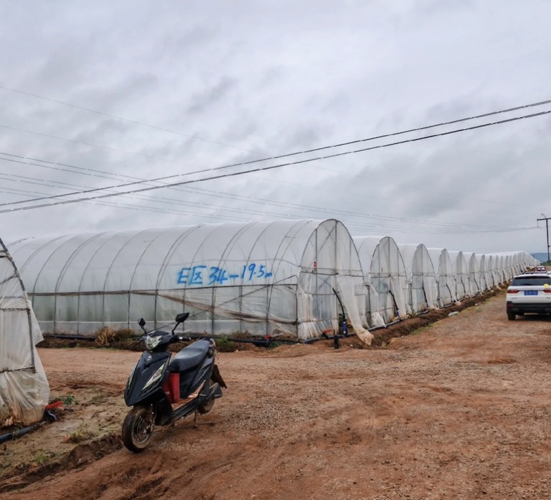 原产地种植圣女果，大量出售，一天可以出量1-3w斤