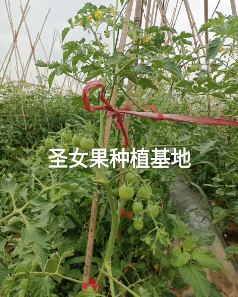 原产地种植圣女果，大量出售，一天可以出量1-3w斤