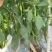 🔥【实力推荐】夏邑301泡椒/湘研55/一手货源