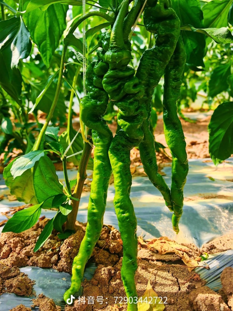🔥【实力推荐】夏邑301泡椒/湘研55/一手货源