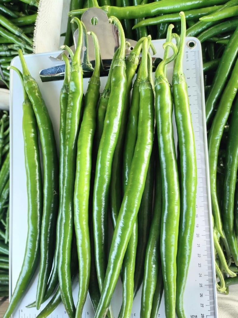 🔥【实力推荐】夏邑301泡椒/湘研55/一手货源