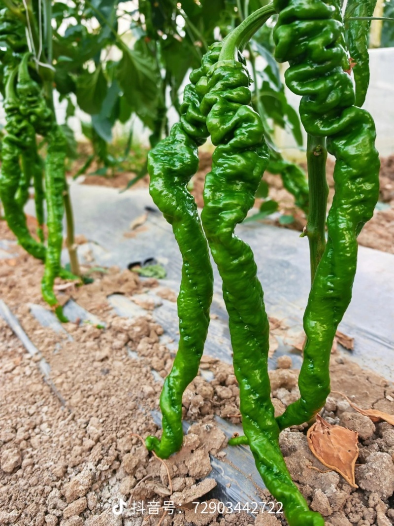 🔥【实力推荐】夏邑301泡椒/湘研55/一手货源