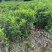 夏威夷果苗夏威夷果苗基地直没量大价格优惠