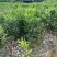 夏威夷果苗夏威夷果苗基地直没量大价格优惠