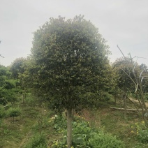 【金桂】桂花树河南信阳苗木基地直供质量保证欢迎订购