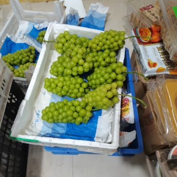 阳光玫瑰