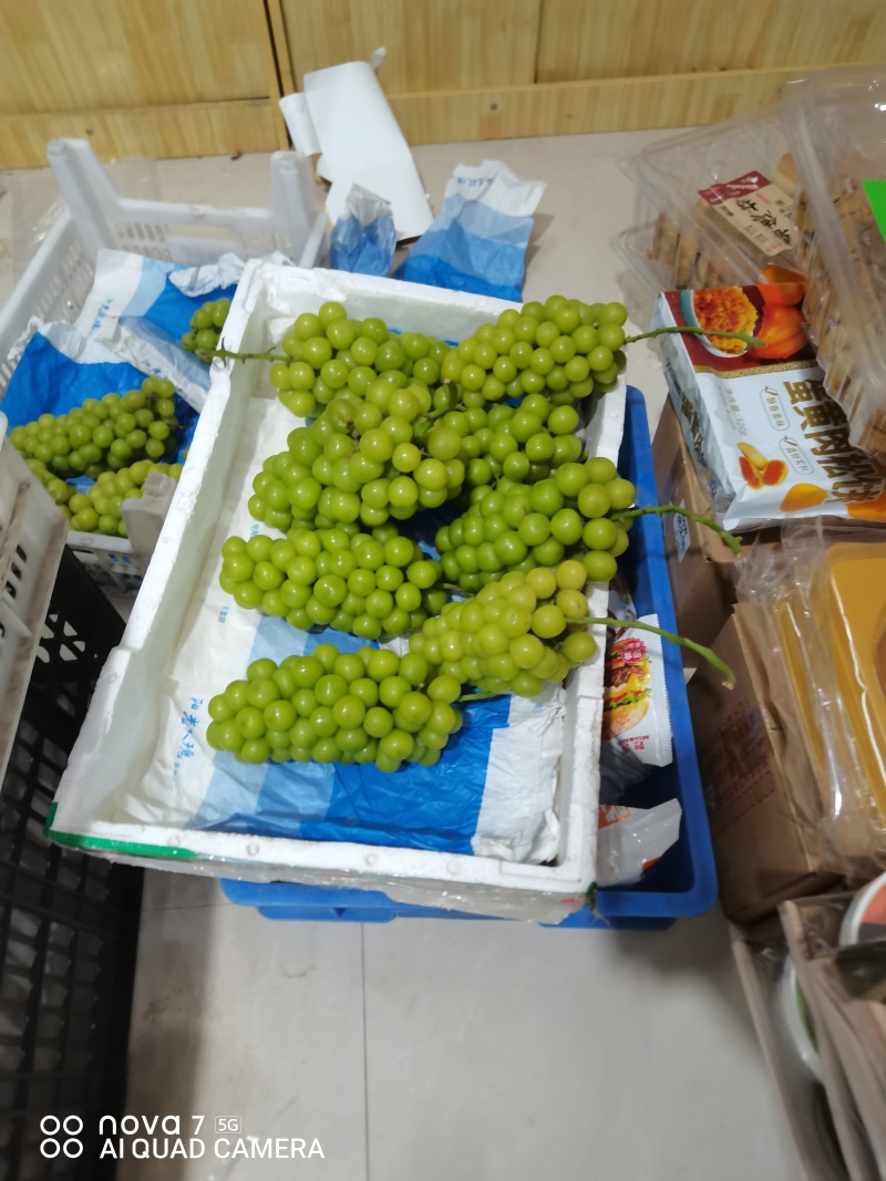 阳光玫瑰