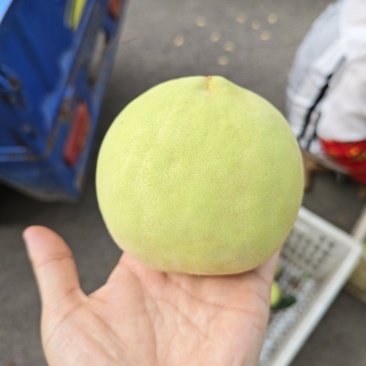 大青桃
