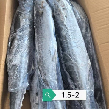 鲅鱼，马鲛鱼，燕鲅，质量好，大小都有，质量好，价格优惠