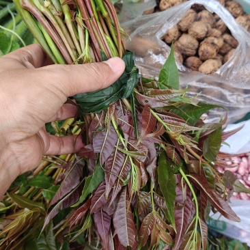 新鲜香椿芽，刺老芽，等都有货。