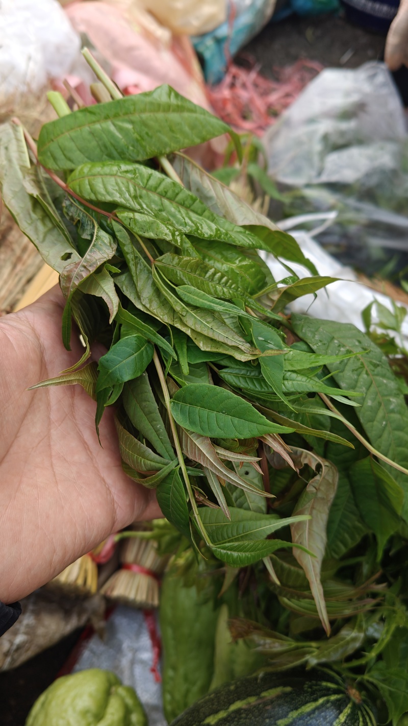 新鲜香椿芽，刺老芽，等都有货。