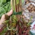 新鲜香椿芽，刺老芽，等都有货。