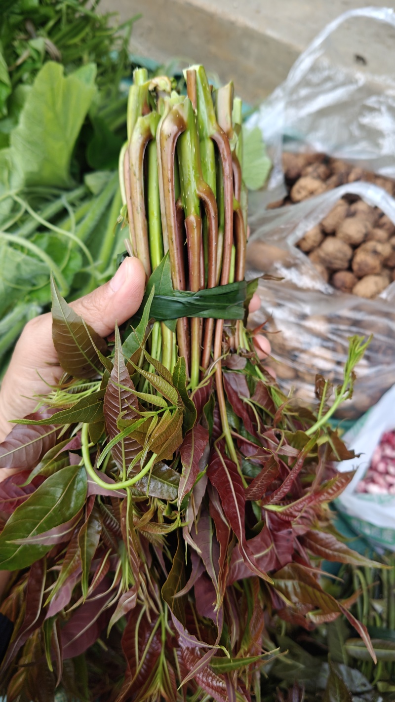 新鲜香椿芽，刺老芽，等都有货。