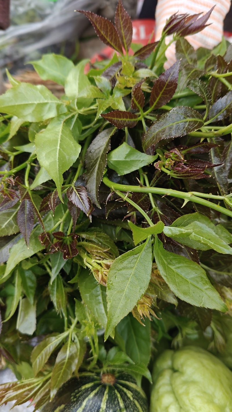 新鲜香椿芽，刺老芽，等都有货。