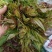 新鲜香椿芽，刺老芽，等都有货。