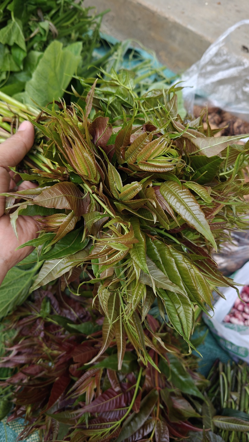 新鲜香椿芽，刺老芽，等都有货。