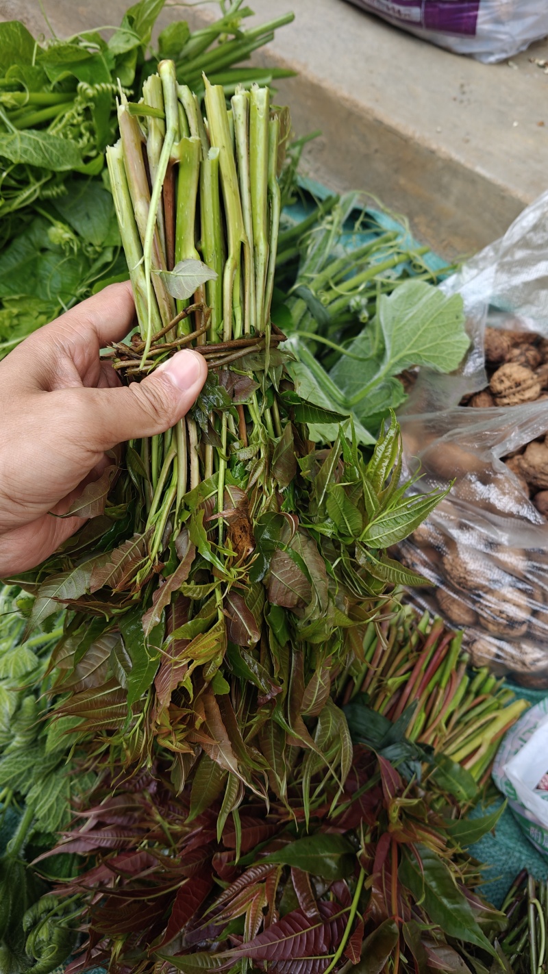 新鲜香椿芽，刺老芽，等都有货。