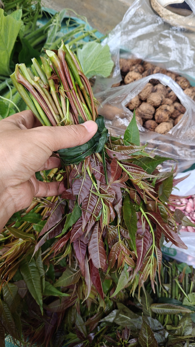 新鲜香椿芽，刺老芽，等都有货。