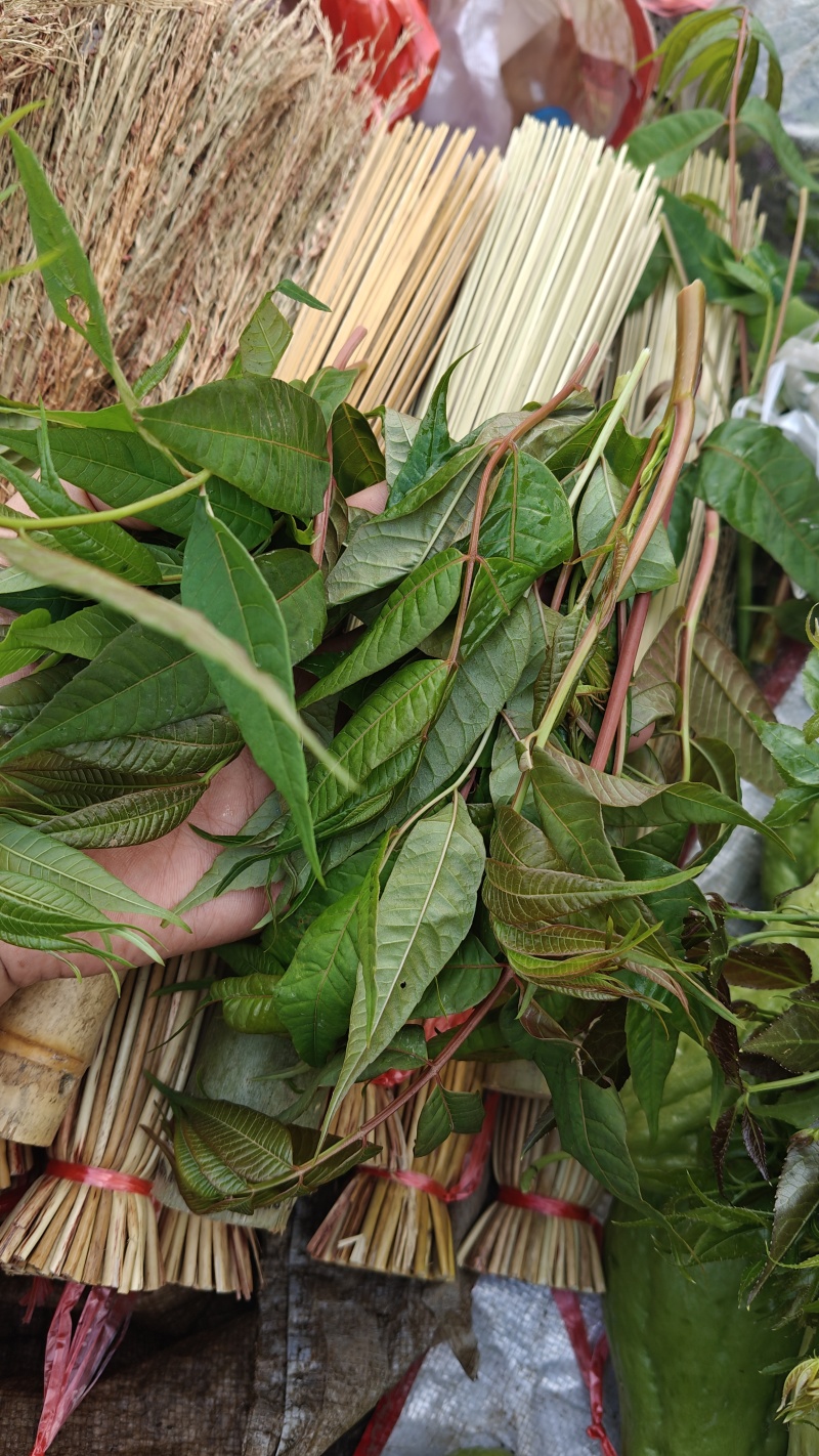 新鲜香椿芽，刺老芽，等都有货。