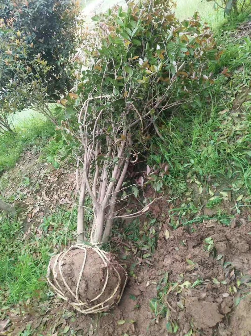 丛生桂花