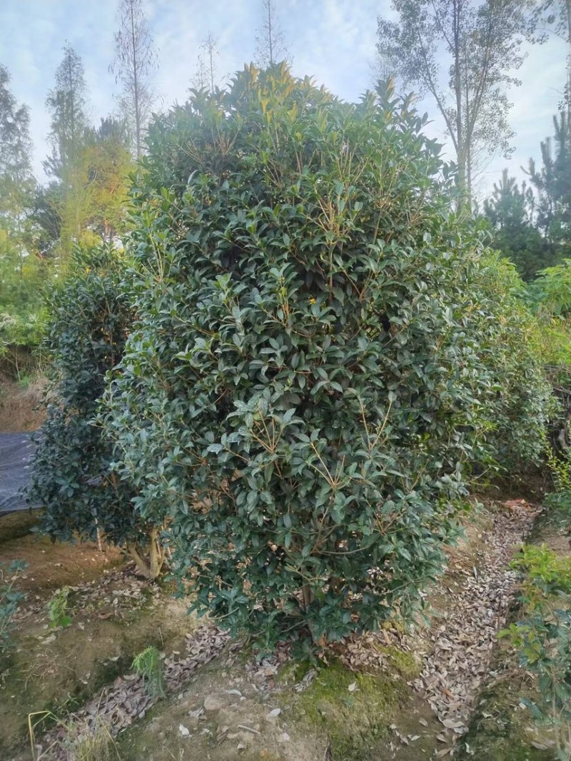 丛生桂花