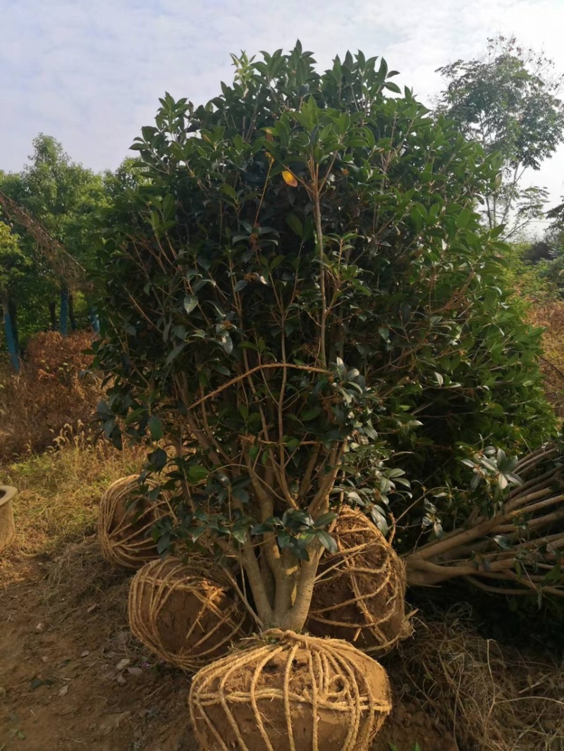 丛生桂花