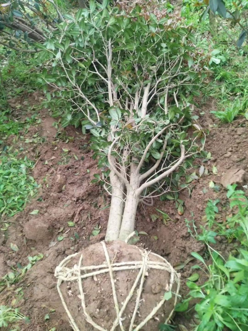 丛生桂花