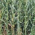 青储，玉米，草，需要的老板联系