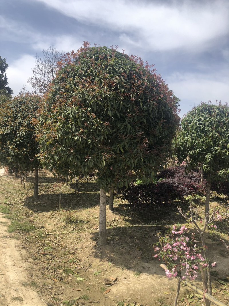 高杆桂花