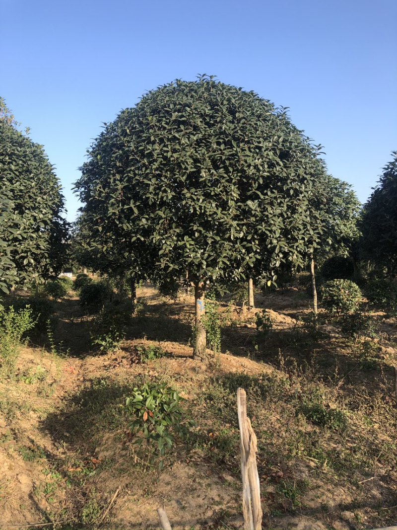 高杆桂花