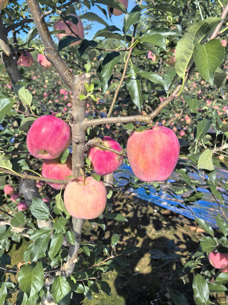 绥中县精品岳阳红