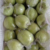 河北泊头鸭梨已上市果型正，果面干净，货源充足。